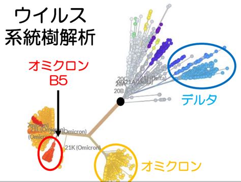 第7波オミクロン株ba5 杉浦こどもクリニック