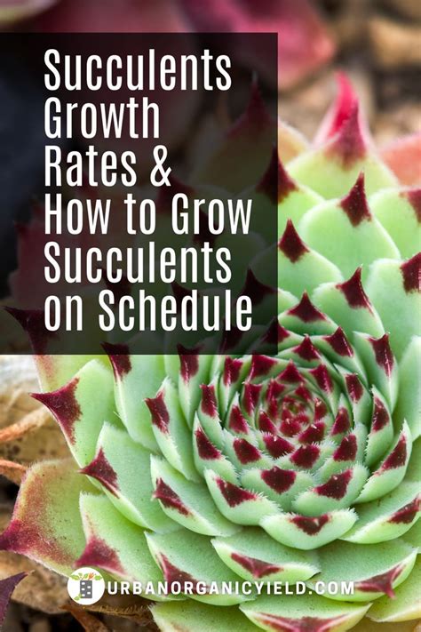 Succulents Growth Timeline Succulents Succulent Species Succulent Care