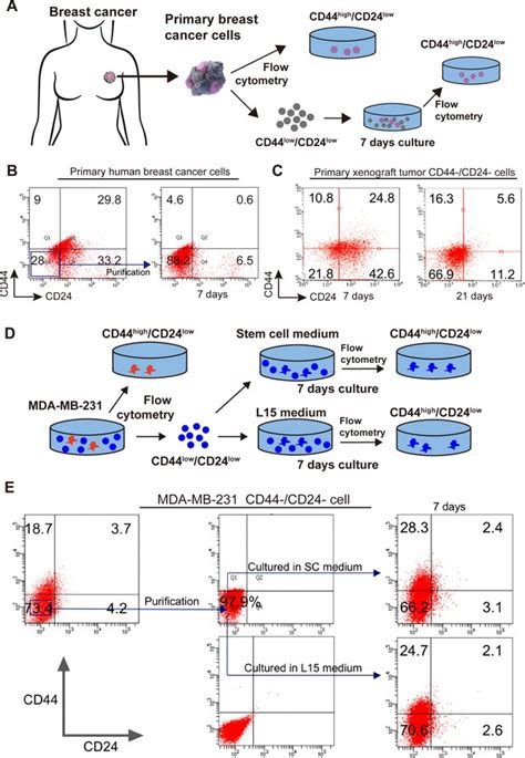 Association Of Human Breast Cancer Cd44 Cd24 Cells With Delayed