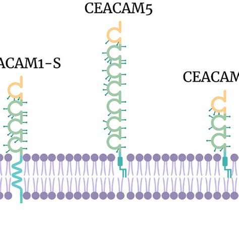 Structure Of Ceacam1 L Ceacam1 S Ceacam5 And Ceacam6 Ceacam1 L