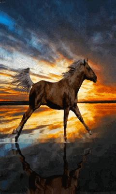 Wild horse GIF - Download & Share on PHONEKY