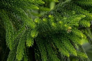 How To Keep Your Christmas Tree Thriving Hanleys Of Cork