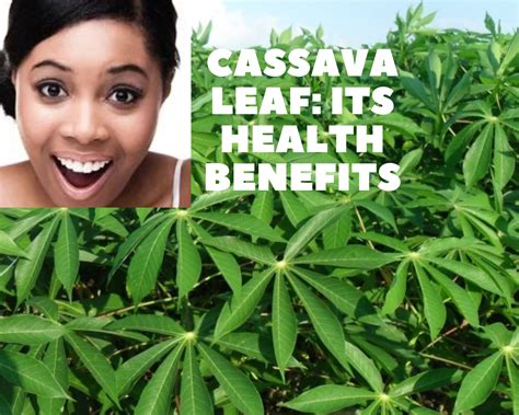 Cassava Leaf Its Health Benefits Longevity