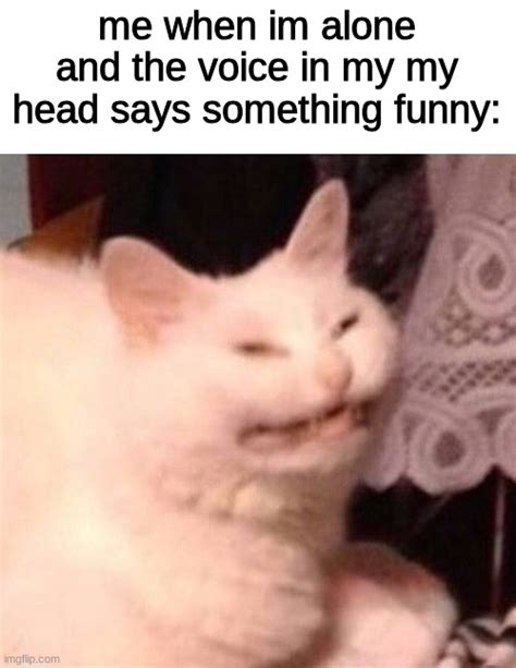 Cat Laughing Imgflip