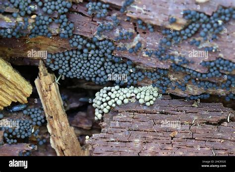 Cribraria Argillacea A Slime Mold From Finland With No Common English