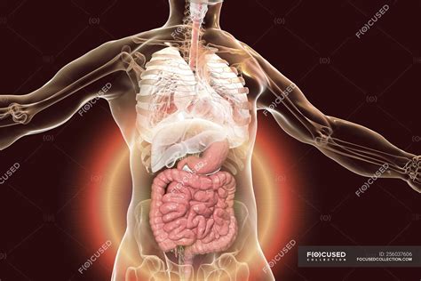 Ilustrasi Stok Human Body Anatomy Highlighted Digestive System The