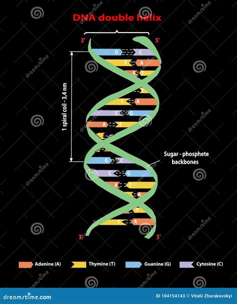 Dna Structuur Dubbele Schroef Op Zwarte Nucleotide Fosfaat Suiker En