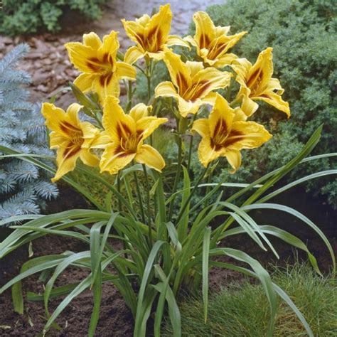 Hemerocallis Bonanza Daglelie Kopen Het Groene Paradijs