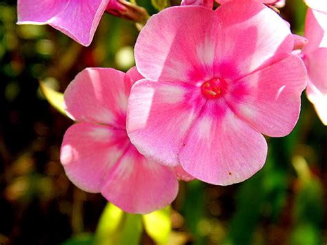 Floks Vlambloem Phlox Paniculata SWEET SUMMER Dream