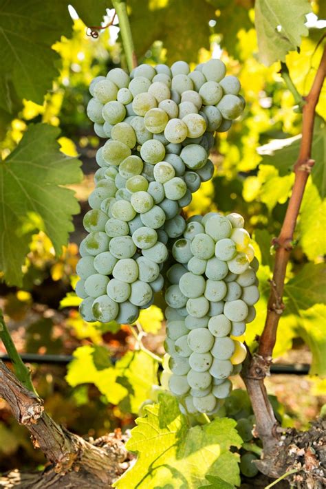 Grape Vine Sauvignon Blanc for Making Wine or Landscaping Grafted Roots ...