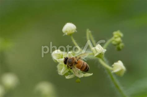 花の蜜や花粉を集める みつばち No 22544460｜写真素材なら「写真ac」無料（フリー）ダウンロードok