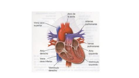 Clase Explicaci N Corazon Histolog A Musculo Cardiaco Ppt