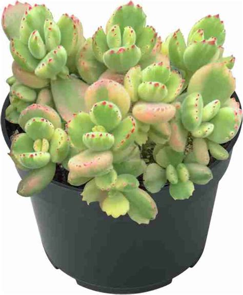 Bear Paw Succulent Care Cotyledon Tomentosa Moody Blooms