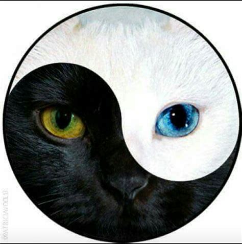 Pin By Lisset Agatón On Gatitos Cat Tattoo Yin Yang Art Ying Yang Art