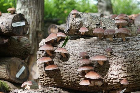 Shiitake Descubre Sus Nutrientes Y Propiedades Hifas Da Terra