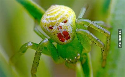 Clown spider. Because spiders and clowns separately are not scary ...