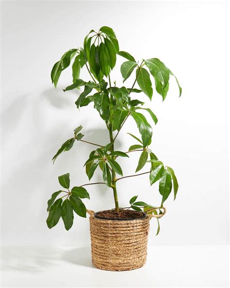 Australian Umbrella Tree Large Plant Delivery Lively Root