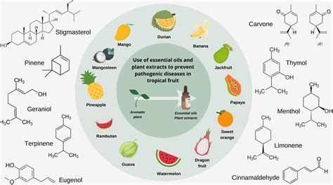 Banana Oil Structure