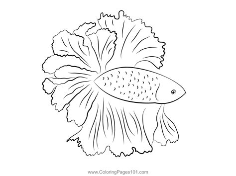 Blue And Orange Betta Fish Coloring Page For Kids Free Betta Fishes