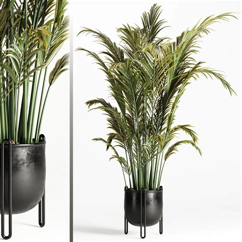 Areca Palm Indoor-Set002 - FlippedNormals