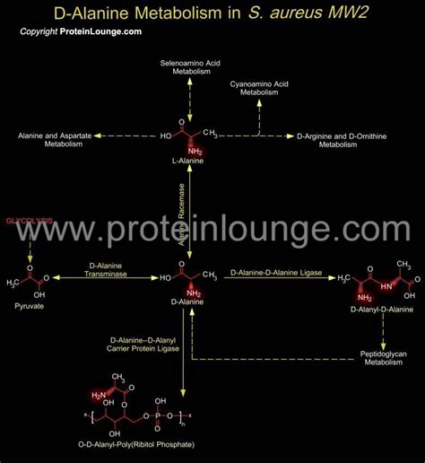 Biological Databases and Tools - D-Alanine Metabolism in S. aureus MW2 | Protein Lounge