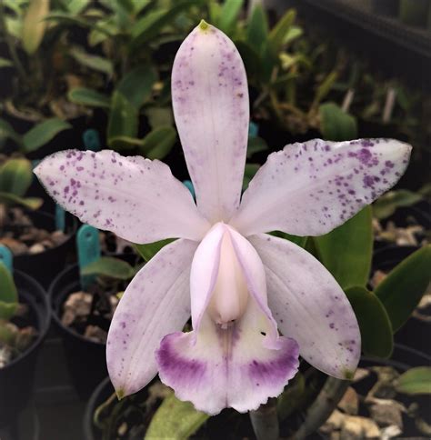 Cattleya Intermedia Var Punctata Orlata Coerulea Corte R 9000 Em