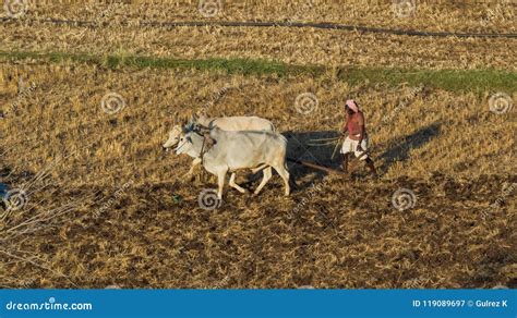 Farmer Ploughing Field, Buffalo Editorial Image | CartoonDealer.com ...