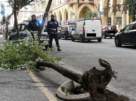 Abbatte Un Albero Di Arance In Via Veneto E Fugge Rintracciato Dalla