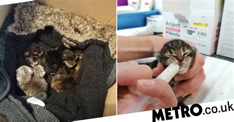 Tiny Kittens Abandoned In A Cardboard Box On Rspca Driveway Metro News