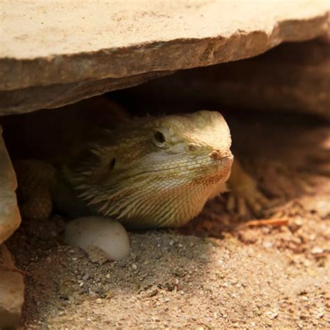 Why Is My Bearded Dragon Hiding In Its Cave