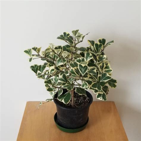 Ficus Triangularis Variegata Interiorplants Ca