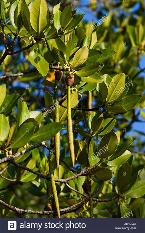 India Mangroves High Resolution Stock Photography and Images - Alamy