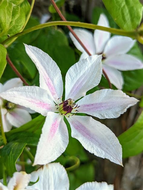 Beautiful Clematis Blooms The Martha Stewart Blog