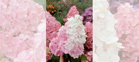 Гортензия метельчатая черенки купить в Бавлах | Товары для дома и дачи ...