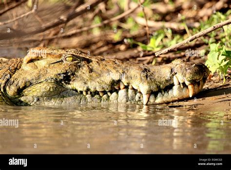 Nile Crocodile Crocodylus Niloticus Resting On The Banks Of A River