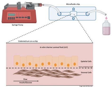 Chip Mimicking Bovine Endometrium Used In Stu EurekAlert