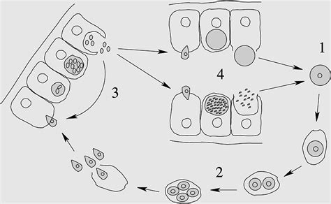 Microbial Cyst Gametocyte Apicomplexan Life Cycle Du Hast Apicomplexa Toxoplasmosis