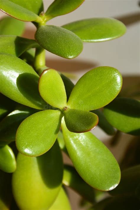 A Potted Indoor Flower Succulent With Thick Leaves Green Plants