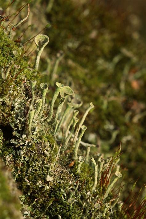 Mchy i porosty Mosses and lichens Marta Boroń Flickr