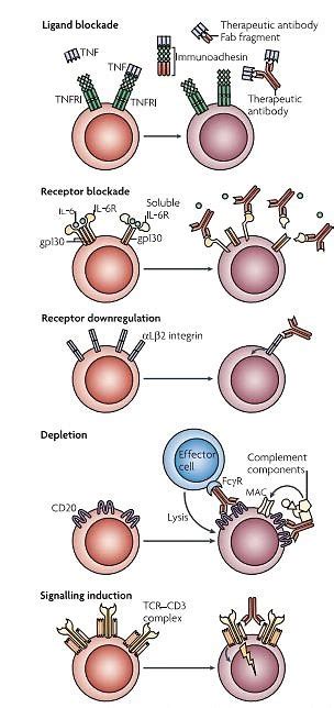 Monoclonal Antibody MSPCA Angell