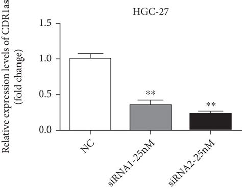 Cdr As Knockdown Promotes Migration And Invasion Of Gc Cells A B