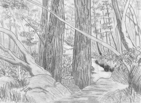 Forest Pencil Sketch At Explore Collection Of