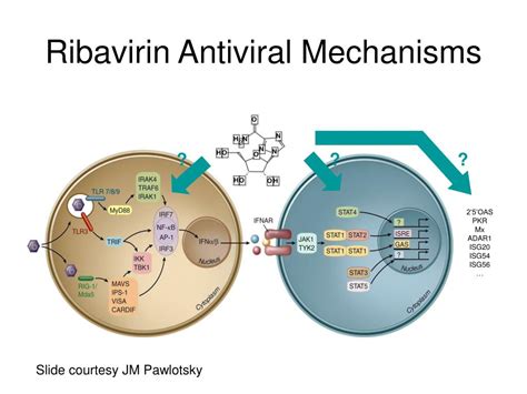 Ppt Current And Future Treatment Of Chronic Hepatitis C Powerpoint