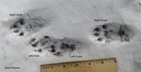 American Marten Tracks and Sign - Winterberry Wildlife