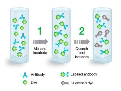 Readilink Antibody Labeling Kits From Bio Rad Biocompare