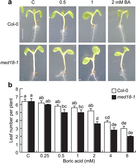 Effects Of Boric Acid On Shoot Development And Leaf Number Of Wt And Download Scientific