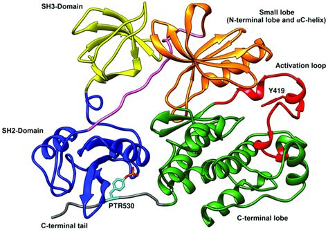 X Ray Structure Of C Src In Inactive Conformation The Different