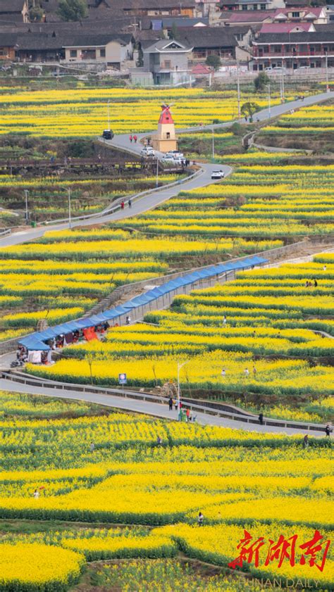 百名记者百村百企行丨花垣县沙科村：花开“蜜”自来 “金色”乡村旅游热 新湖南客户端 新湖南