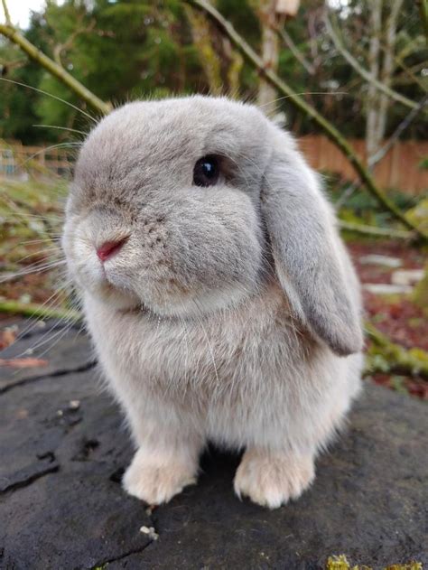 Our Holland Lop Bunnies Oba Rabbitry