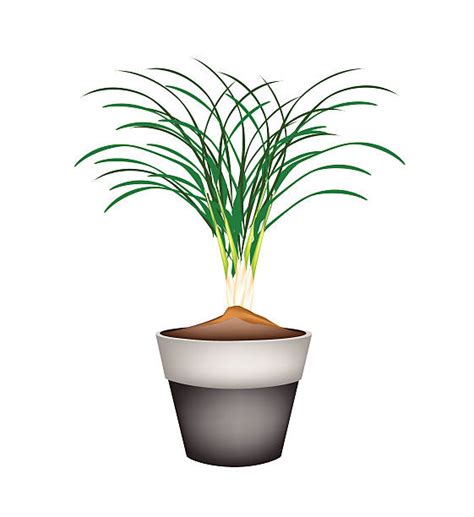 Citronella Plant Illustrations Royalty Free Vector Graphics And Clip Art